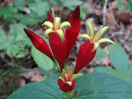 Image result for Loganiaceae