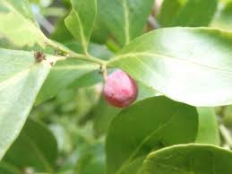 Image result for Mystroxylon aethiopicum