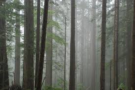 New users enjoy 60% off. Redwood Weather Forest Photography Covered Fog Rainforest Tree Silhouette Forest Redwood Piqsels