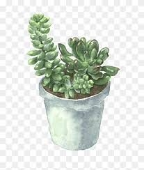12 x cactus and succulents in png with transparent background & jpg with white background. Succulent Clipart Png Images Pngwing