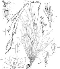 Image result for Oxygonum