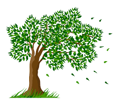 We strive to make existing trees safe, and give a good return on investment. Tree Service In Rockford