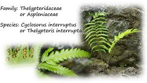 Image result for Thelypteridaceae