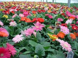 Gerbera Daisies Gerbera Jamesonii Are Bright Colorful Flowers That Are Commonly Planted In Gardens As Bedding Plants In 2020 Gerbera Daisy Gerbera Gerbera Jamesonii