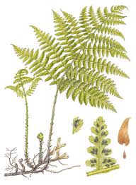 Image result for Diplazium humbertii