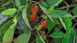 Image result for Moraceae