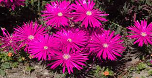 Delosperma cooperi, cooper's ice plant. Ice Plants Care 101 The Coolest Tips