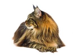 The maine coon cat is the oldest natural cat breed in north america. Maine Coon Cat Breed Profile Petfinder
