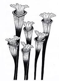Black And White Images Of Pitcher Plant Pin Pa Tatueringsideer