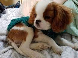 Cavalier King Charles Spaniel Puppies For Sale In Washington Glenwood Cavalier King Charles Puppy Cavalier King Charles Spaniel King Charles Spaniel