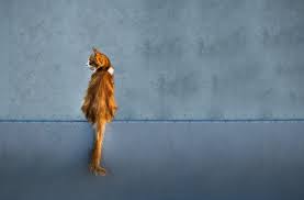 Check the laws in your jurisdiction before applying the moving tail kitty car it's commonly believed that dogs wag their tails when they're happy and cats wag their tails when they're pissed. What Are Your Cat S Tail Movements Telling You East Valley Animal Hospital