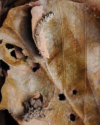 Image result for Synadenium glabratum