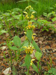 Check spelling or type a new query. Lamium Galeobdolon Yellow Archangel Identification Distribution Habitat