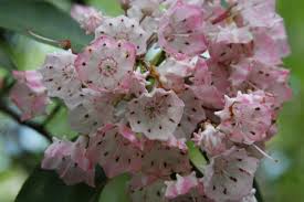 Maybe you would like to learn more about one of these? Mountain Laurel Blooms For A Beautiful Made In Tennessee Spring Tennessee Vacation