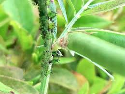 アブラムシの駆除 対策 どこから発生する 酢や牛乳で退治できる Greensnap グリーンスナップ