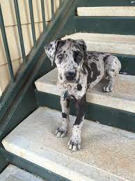 More About The Great Dane Pup Health Greatdanevideo Greatdanesofourhearts Greatdanemerlequin Great Dane Dogs Dane Puppies Dane Dog
