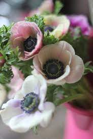 Image Result For Anemone Bud Anemone Flowers Beautiful Flowers