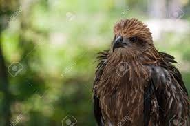 Black Kite, Bird Of Prey, Birds In Thailand. Stock Photo, Picture And  Royalty Free Image. Image 72653575.