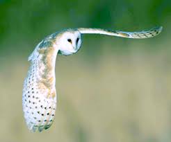 The barn owls have paired up in my 'elm tree stump' nest box where secret cameras are rolling 24/7. Birds Boxes Give A Hoot