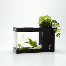 A Combination Of A Work Of Art A Mini Garden And A Compact Fish Tank Inspired By Chinese Ancient Concep Aquaponics Self Watering Plants Fertilizer For Plants