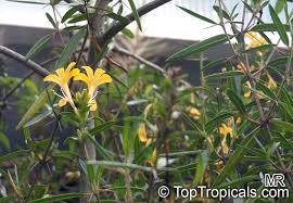 Image result for Barleria sp. D (near holubii)