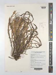 Image result for Salicornia pachystachya