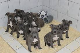 Der american staffordshire terrier steht in deutschland auf der rasseliste der gefährlichen hunde. American Pit Bull Terrier Hund In Schweiz American Pit Bull Terrier Welpen Kaufen Verkaufen Schweiz Welpen Kaufen American Pit Bull Terrier Schweiz American Pit Bull Terrier Zuchter Kennel Welpen Kaufen American