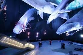 Ozeaneum Aquarium Stralsund Museum Exhibition Design Aquarium Architecture Nature Museum