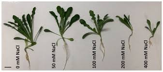 Image result for Launaea