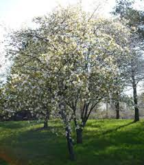 We provide contactless flower delivery on all orders with no signature required. Serviceberry An Easy Environmentally Friendly Tree That Won T Become A Hassle The Star