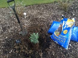 To make your own soil mix, add equal parts compost, peat moss, and horticultural coarse grade vermiculite. Planting Soil Location And Growing In Pots Buddleja Collection