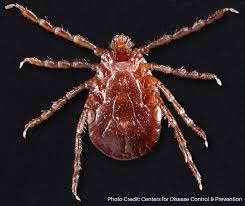 A species is regarded as invasive if it has been introduced by human action to a location, area, or region where it did not previously occur naturally (i.e., is not a native species). Top 5 Invasive Species Pests In Your Home Pestworld