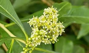 Image result for Heteropyxidaceae