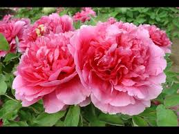 Looking for a good deal on flower peony? ä¸­å›½çš„å›½èŠ± ç‰¡ä¸¹ National Flower Of China Peony Flower Seeds Fragrant Flowers Flowers