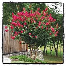 Great for small spaces and containers. Trees East Coast Garden Center