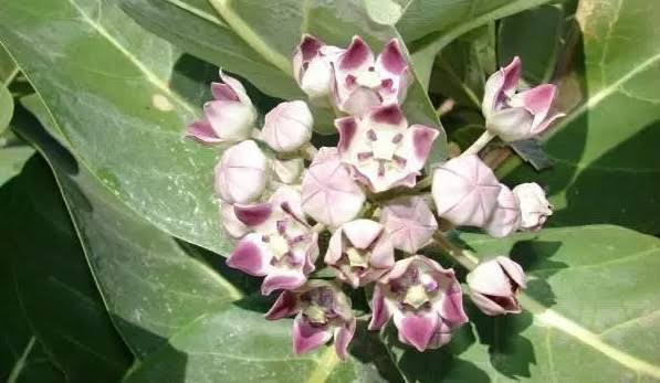 Image result for hatha jodi ki jd pic"