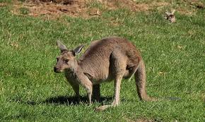 Giftig beim einatmen giftig beim verschlucken giftig für bienen giftig für bodenorganismen giftig für pflanzen giftig für tiere giftig für wasserorganismen giftige farbstoffe giftige gase giftige schlange giftige stoff giftige substanz. Neuseeland Und Australien Ein Vergleich Beutelthierchen