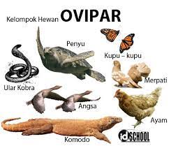 Ovipar adalah hewan yang berkembang biak dengan cara. 3 Cara Perkembangbiakan Hewan Secara Generatif Idschool