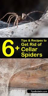 Black widow spiders don't jump at all if your standard for jumping is one of these other species. 6 Tips And Recipes To Get Rid Of Cellar Spiders