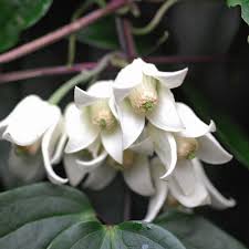 We did not find results for: Clematis Winter Beauty Clematis Plant Suttons