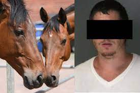 Mann hat mehrfach Sex mit Pferden! Noch schlimmer erging es seinem Hund |  TAG24