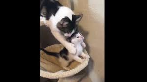 Mama Cat Stops Baby Kitten From Falling Cute Clip Wins Hearts Trending Hindustan Times