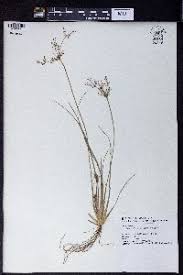 Image result for Fimbristylis aphylla