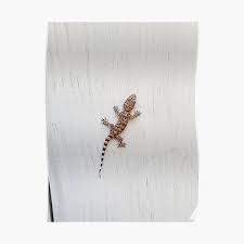 Reptizoo reptile glass terrarium help provide your reptile or amphibian with a durable and comfortable environment to live in. House Gecko Posters Redbubble