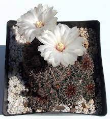 Gymnocalycium Mesopotanicum Cactus Desert Plants Succulent Images