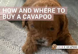 Classified ads, pet stores, animal shelters, breeders, and rescues. How And Where To Buy A Cavapoo Puppy Our Cavapoo
