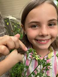 Could someone explain what is happening here? The small white caterpillars  have eaten all the cow parsley & now it's eating what I think are eggs of  some sort?