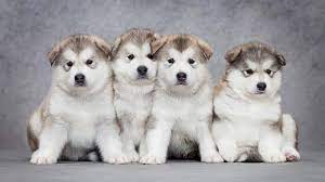 Alaskan Malamute Price Temperament Life Span In 2020 Malamute Puppies Alaskan Malamute Puppies Alaskan Malamute