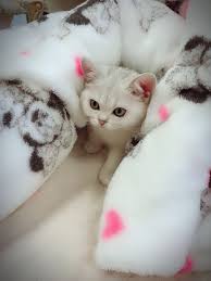 Bizby Cat Baby Cat Baby Kitten Kitten Adorable Bizby Scottish Straight Silver Shaded Cute Kittens Hayvan Cardak