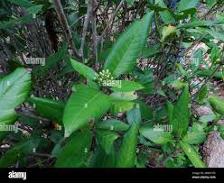 Image result for Tarenna